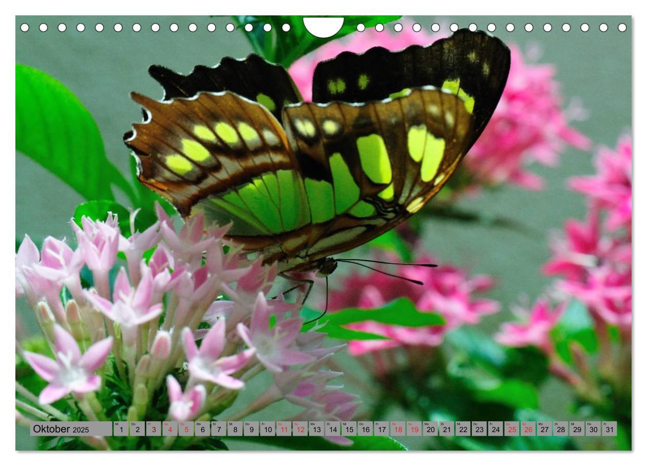 Bild: 9783435812813 | Butterfly's - Schmetterlinge für Zuhause (Wandkalender 2025 DIN A4...