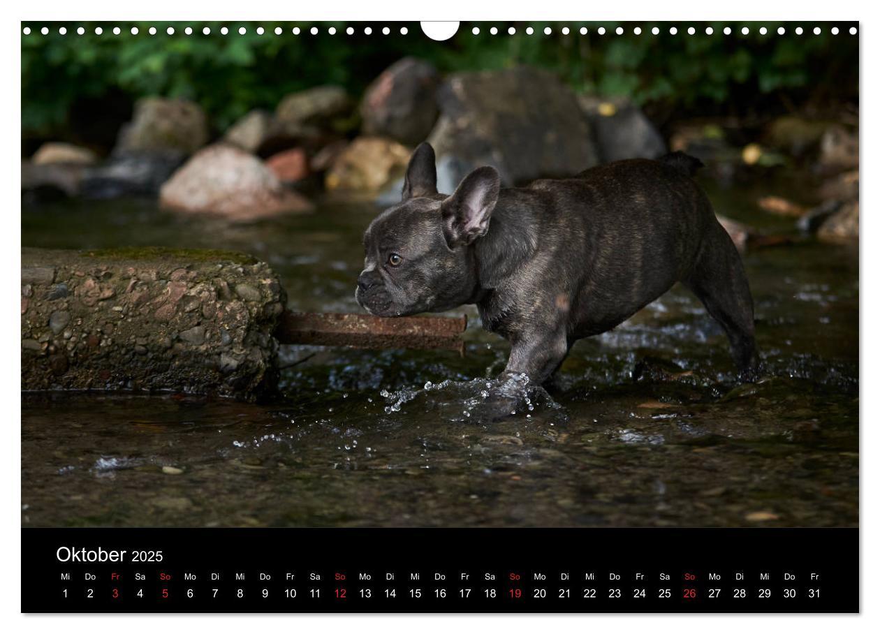 Bild: 9783435301775 | French Bulldog aktiv, verspielt, sportlich (Wandkalender 2025 DIN...