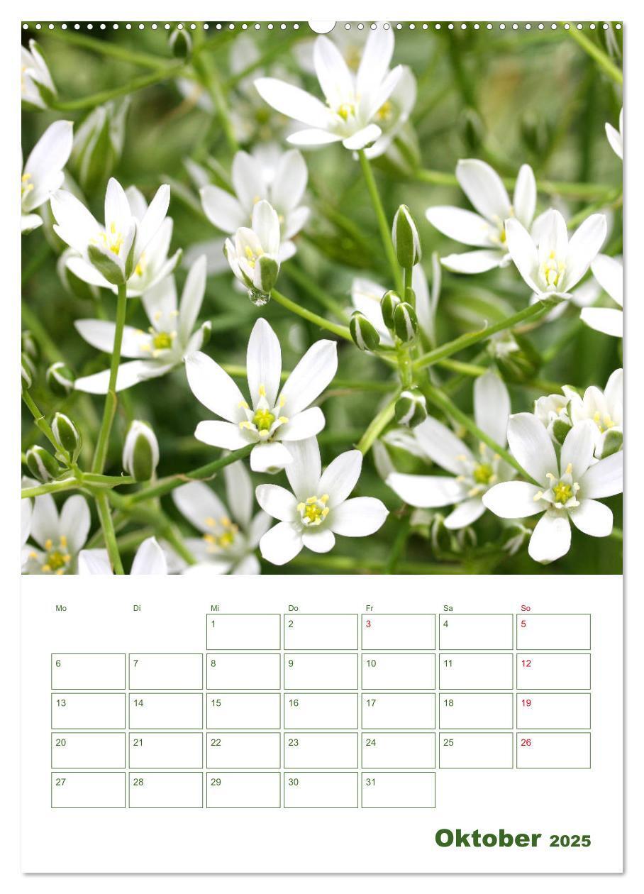 Bild: 9783435965038 | Weiße Blüten im Grünen (Wandkalender 2025 DIN A2 hoch), CALVENDO...