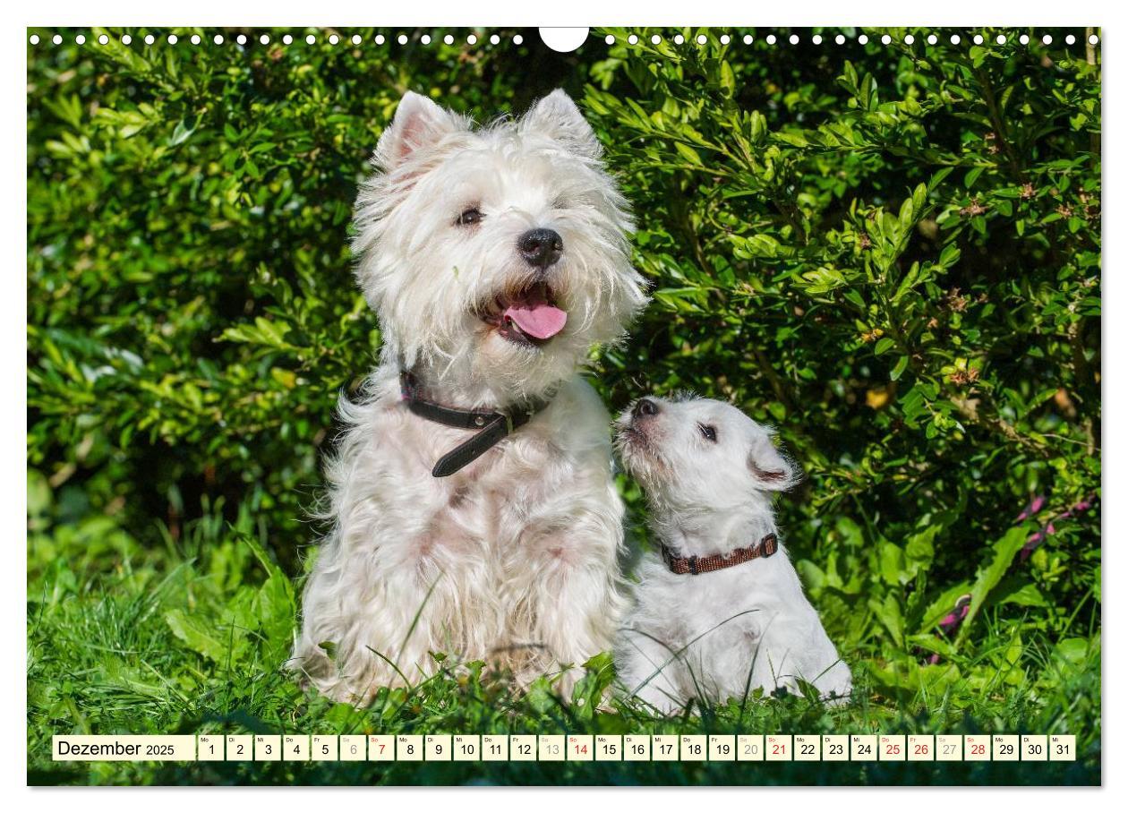 Bild: 9783435462612 | Kobold auf 4 Pfoten - West Highland White Terrier (Wandkalender...