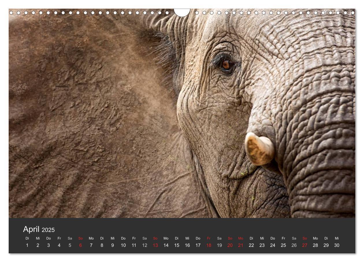 Bild: 9783435567539 | Elefanten - Graue Riesen (Wandkalender 2025 DIN A3 quer), CALVENDO...