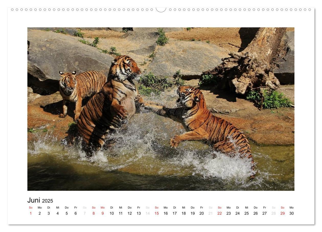 Bild: 9783435754298 | Tiger 2025 (Wandkalender 2025 DIN A2 quer), CALVENDO Monatskalender