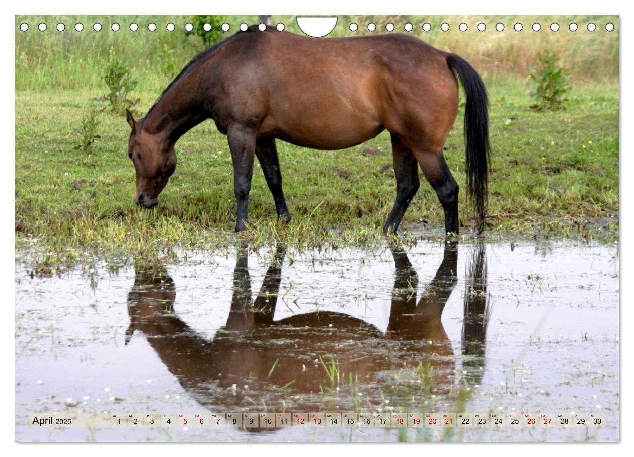 Bild: 9783435412143 | Quarter Horses - Die größte Zuchtbuchrasse der Welt (Wandkalender...