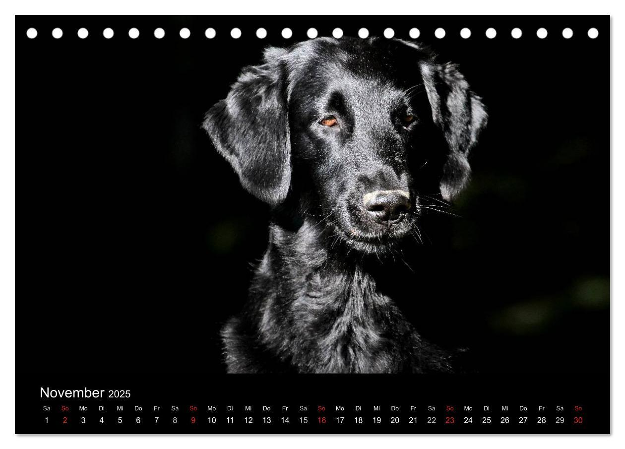 Bild: 9783435722136 | Flatcoated Retriever (Tischkalender 2025 DIN A5 quer), CALVENDO...