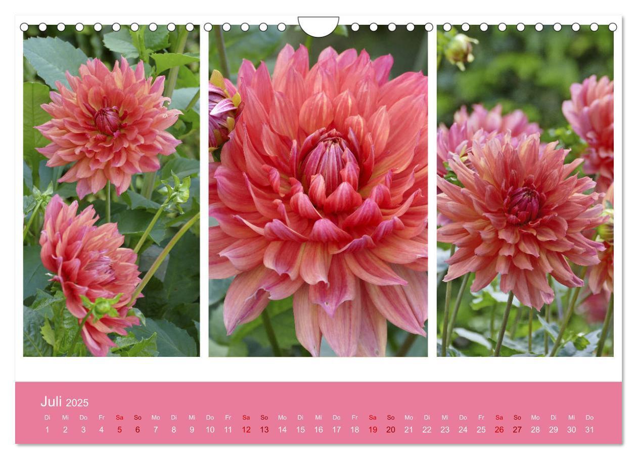 Bild: 9783435376674 | Dahlien-Triplets (Wandkalender 2025 DIN A4 quer), CALVENDO...