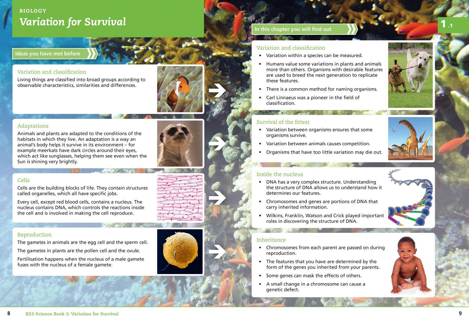 Bild: 9780007540235 | Key Stage 3 Science -- Student Book 3 [Second Edition] | Askey (u. a.)