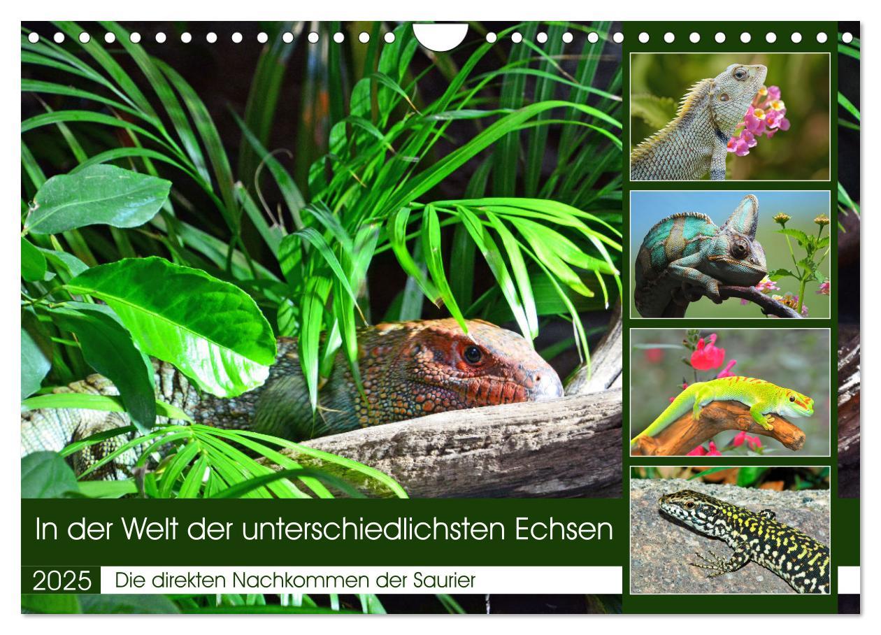 Cover: 9783383950704 | In der Welt der unterschiedlichsten Echsen (Wandkalender 2025 DIN...