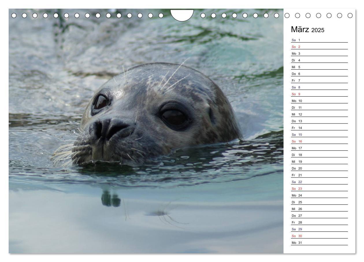 Bild: 9783435816941 | Faszinierende Tierportraits (Wandkalender 2025 DIN A4 quer),...