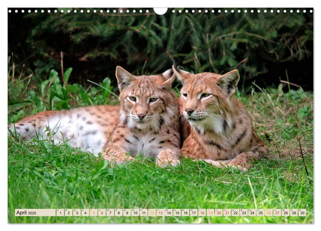 Bild: 9783435118397 | Raubkatze Luchs (Wandkalender 2025 DIN A3 quer), CALVENDO...