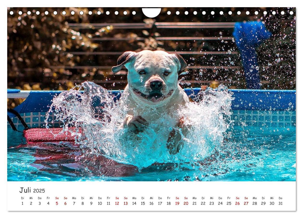 Bild: 9783435105328 | Wunderschöne Bulldoggen (Wandkalender 2025 DIN A4 quer), CALVENDO...