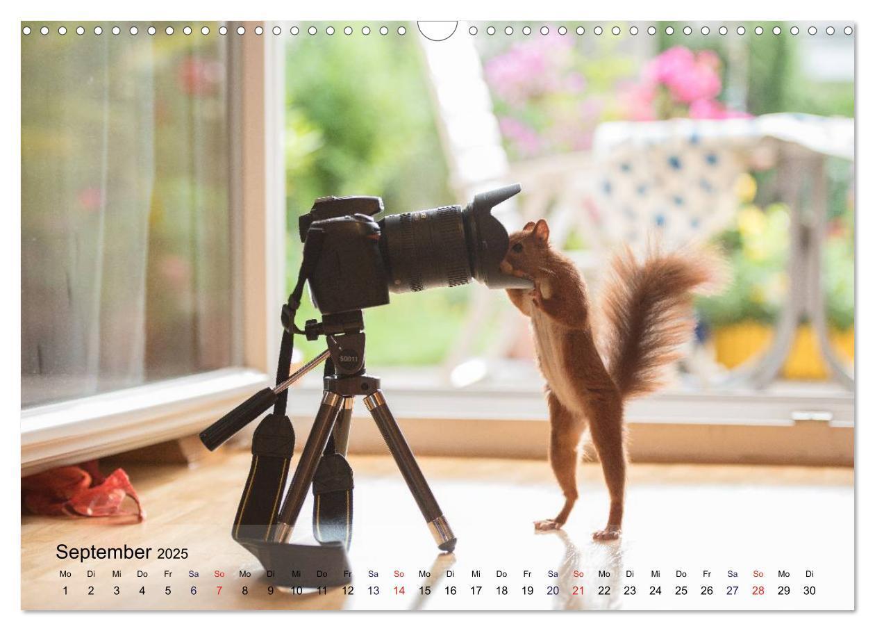 Bild: 9783435586936 | Spaß mit Eichhörnchen! (Wandkalender 2025 DIN A3 quer), CALVENDO...