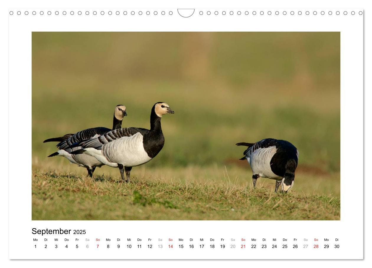 Bild: 9783435636105 | Geschnatter - Enten und Gänse in Deutschland (Wandkalender 2025 DIN...