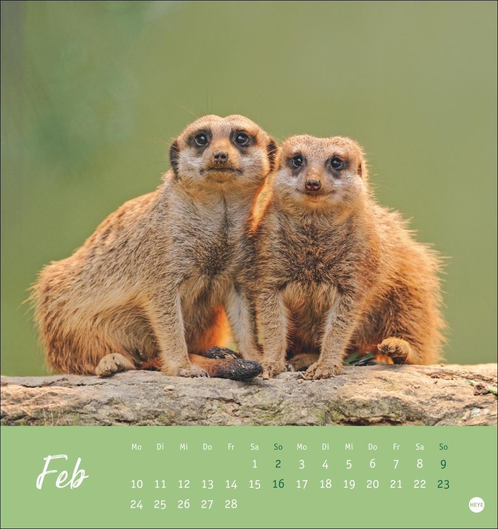 Bild: 9783756407163 | Erdmännchen Postkartenkalender 2025 | Heye | Kalender | Spiralbindung