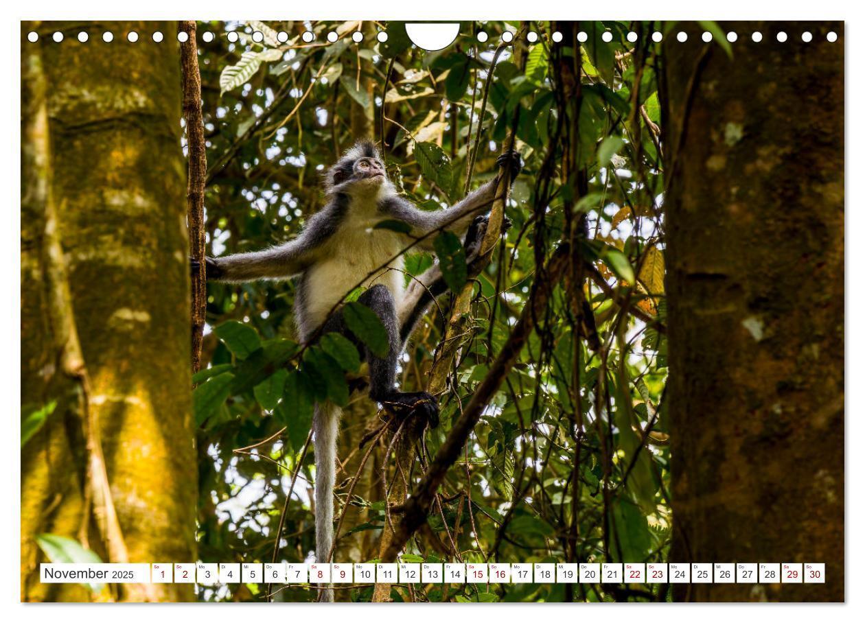 Bild: 9783457151006 | Gunung Leuser Nationalpark Sumatra (Wandkalender 2025 DIN A4 quer),...