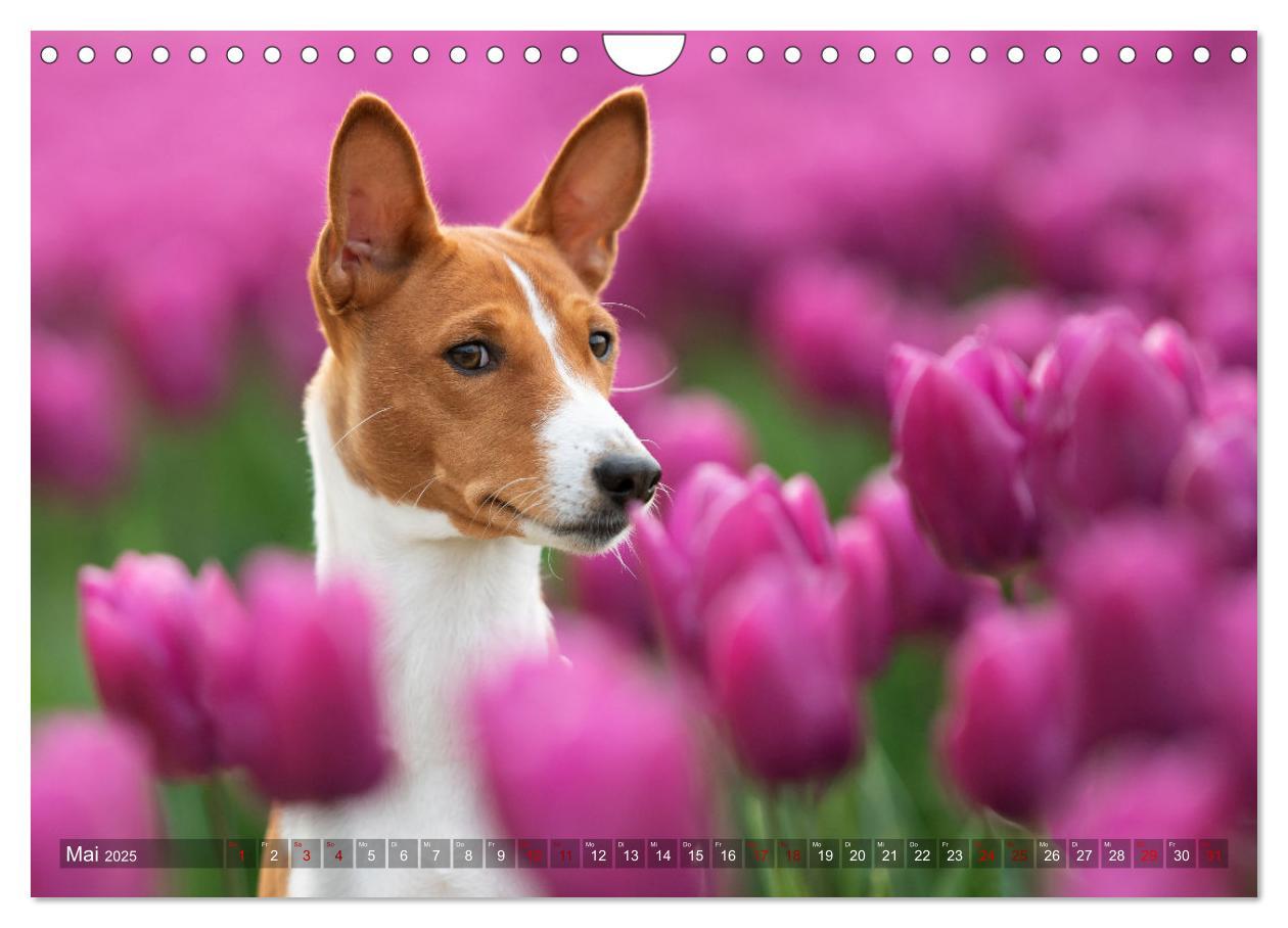 Bild: 9783383845758 | Basenji-Schönheiten (Wandkalender 2025 DIN A4 quer), CALVENDO...