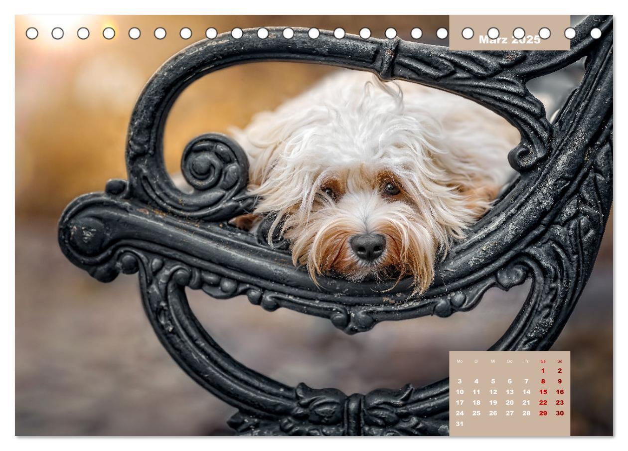 Bild: 9783435033096 | Rocket der Havaneser (Tischkalender 2025 DIN A5 quer), CALVENDO...