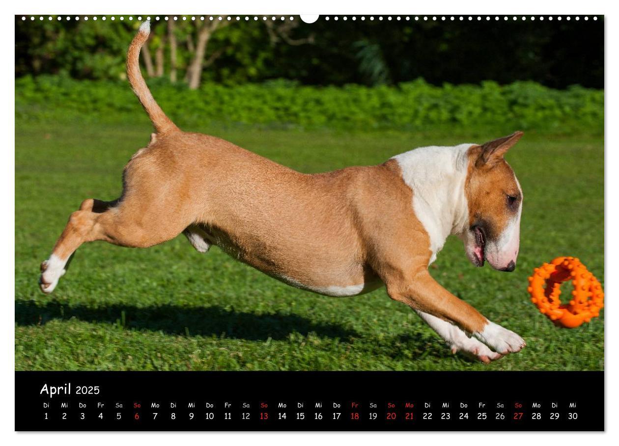 Bild: 9783435768127 | Bullterrier (Wandkalender 2025 DIN A2 quer), CALVENDO Monatskalender