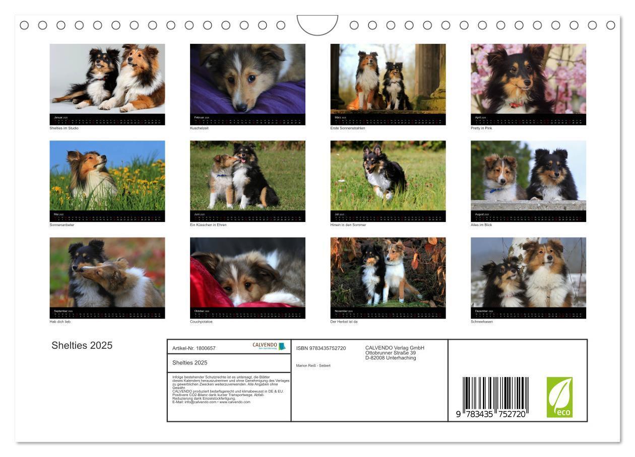 Bild: 9783435752720 | Shelties 2025 (Wandkalender 2025 DIN A4 quer), CALVENDO Monatskalender