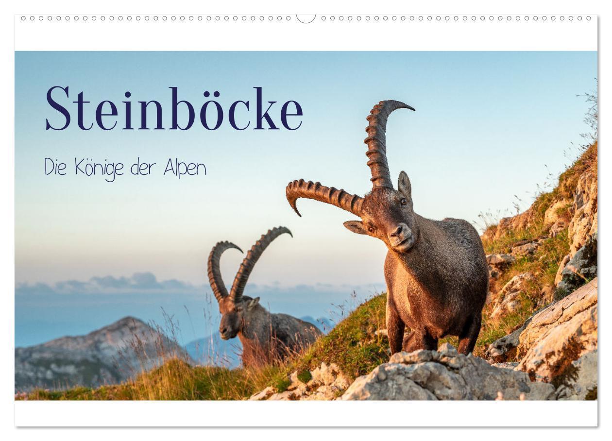 Cover: 9783383907562 | Steinböcke - Die Könige der Alpen (Wandkalender 2025 DIN A2 quer),...