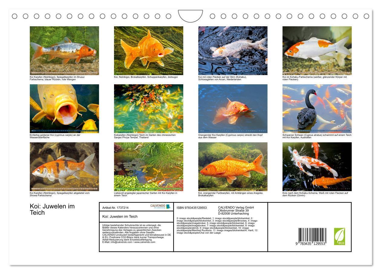 Bild: 9783435129553 | Koi: Juwelen im Teich (Wandkalender 2025 DIN A4 quer), CALVENDO...