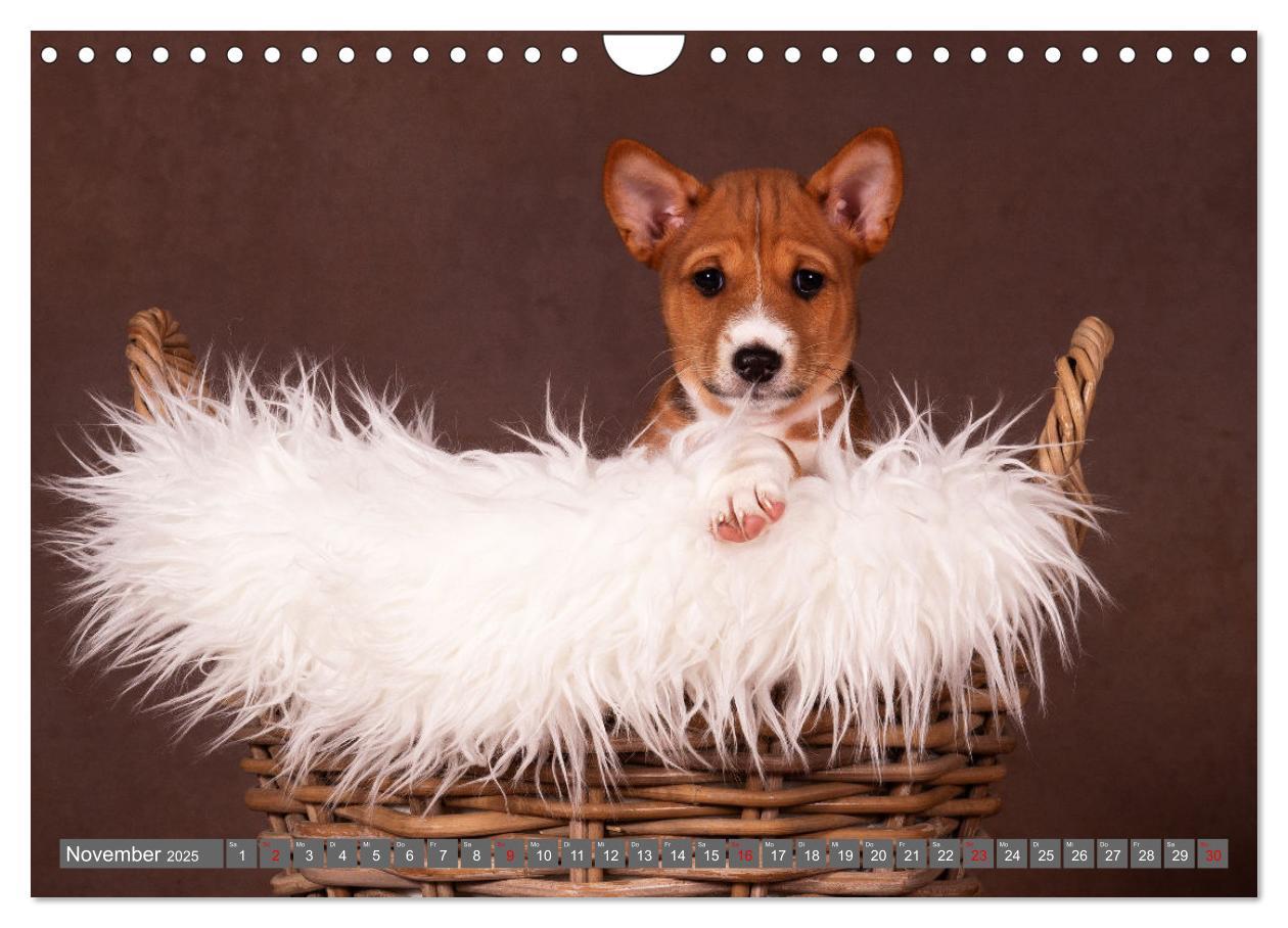 Bild: 9783457195598 | Der Basenji (Wandkalender 2025 DIN A4 quer), CALVENDO Monatskalender