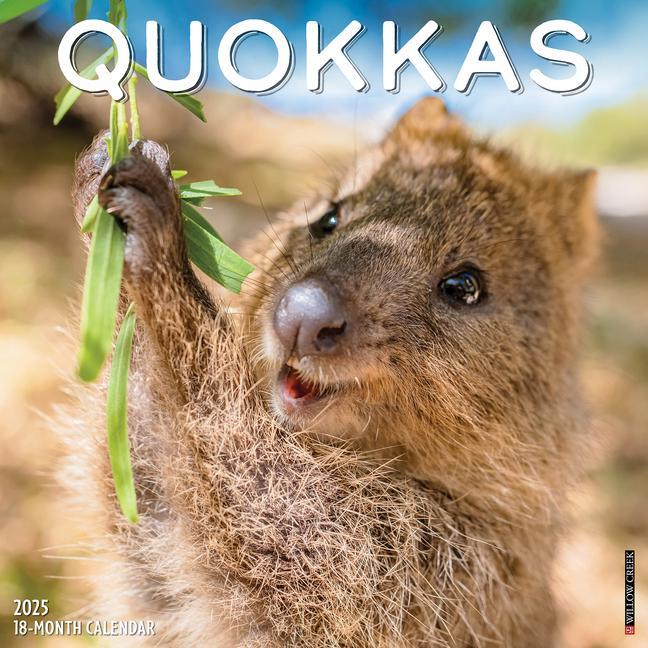 Cover: 9781549246562 | Quokkas 2025 12 X 12 Wall Calendar | Willow Creek Press | Kalender