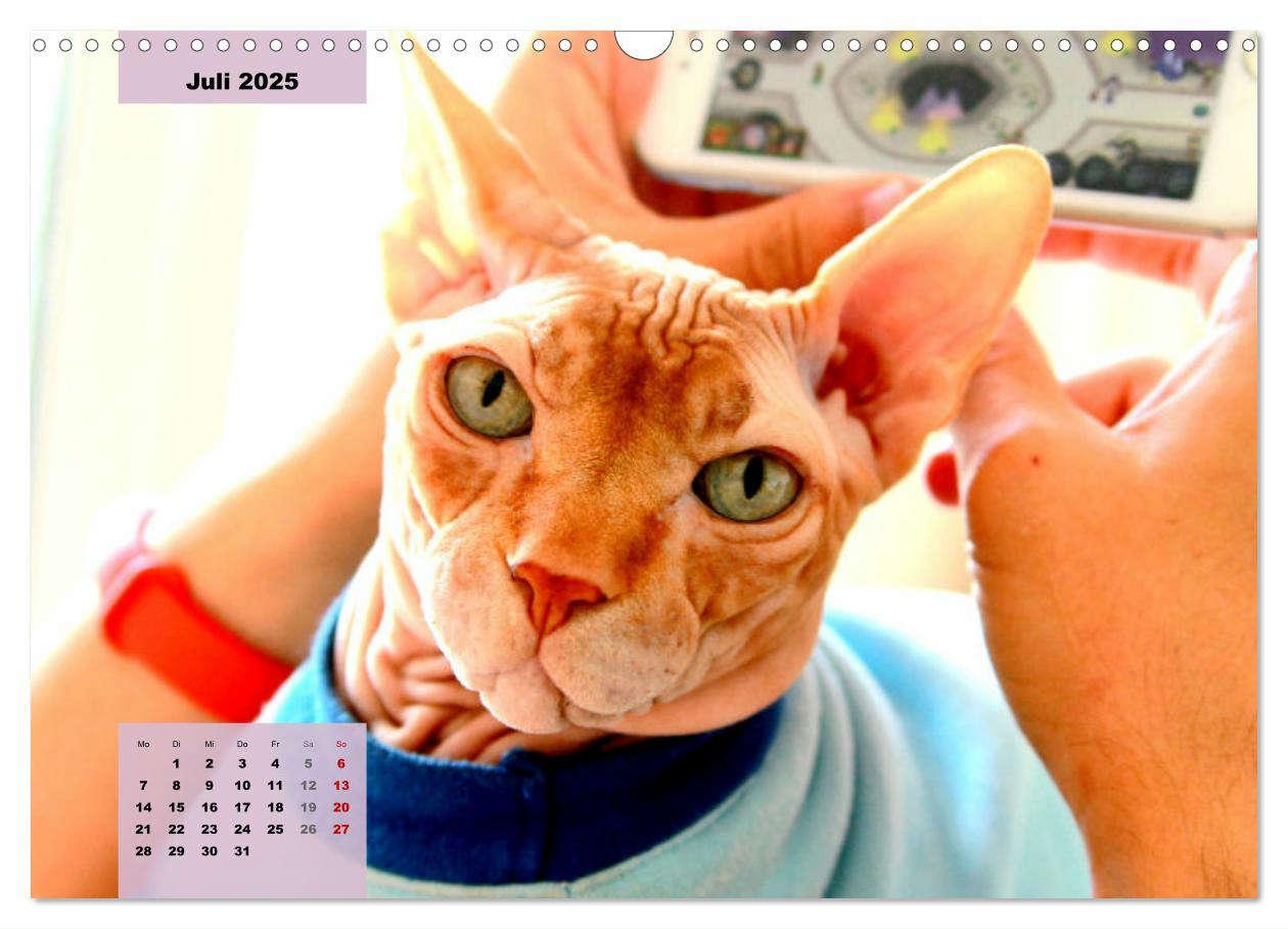 Bild: 9783435050086 | Sphinx. Grazile und anmutige Nacktkatzen (Wandkalender 2025 DIN A3...