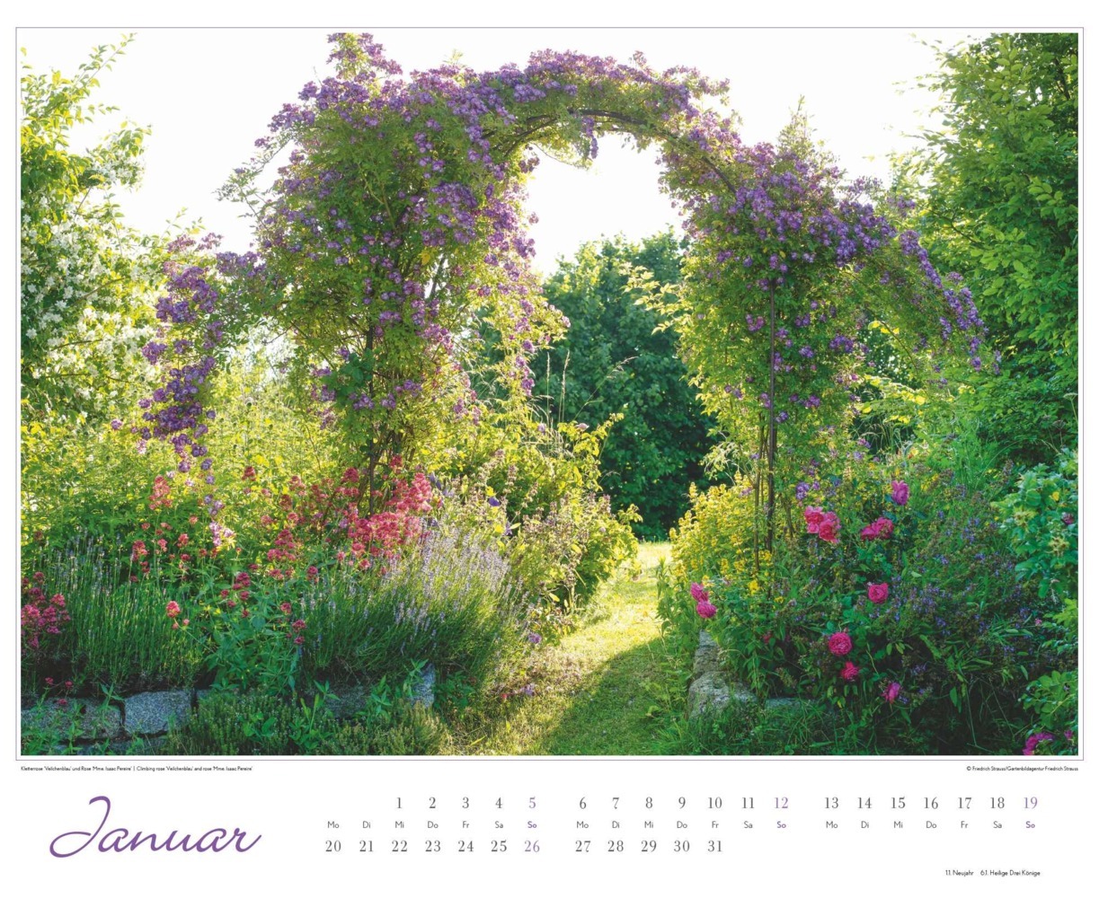 Bild: 4250809653457 | DUMONT - Im Rosengarten 2025 Wandkalender, 52x42,5cm,...