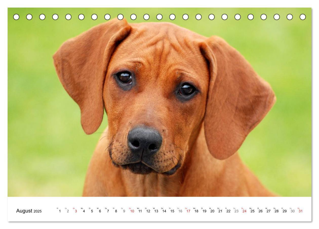 Bild: 9783435621583 | Rhodesian Ridgeback Welpen (Tischkalender 2025 DIN A5 quer),...