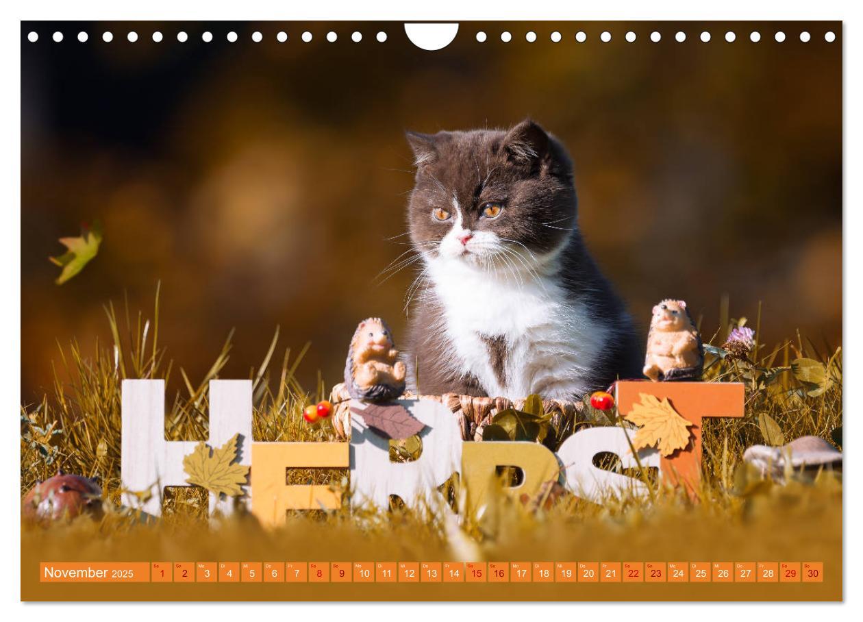 Bild: 9783435341788 | Katzenkinder - Britisch Kurzhaar (Wandkalender 2025 DIN A4 quer),...