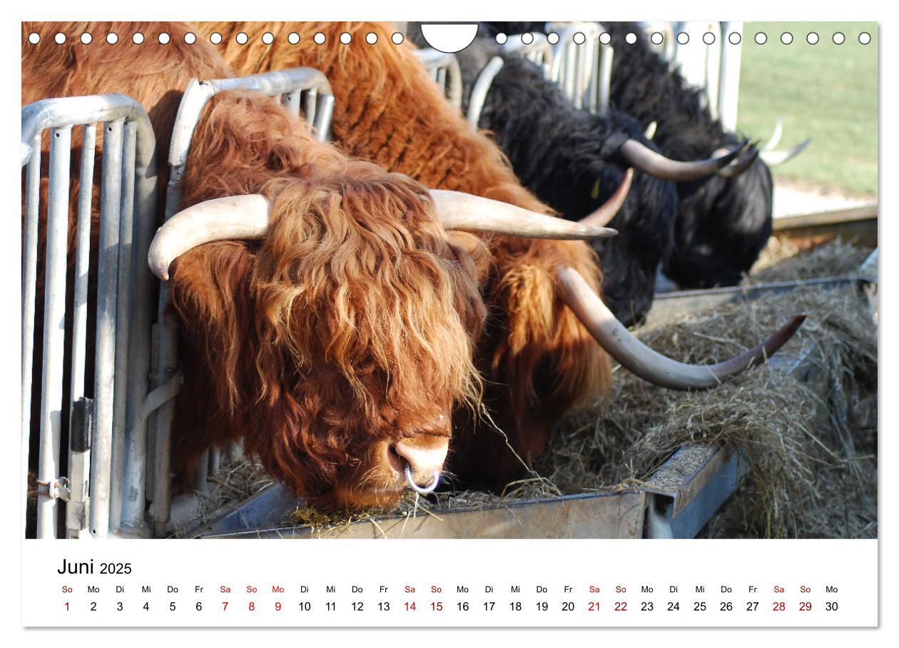 Bild: 9783435013999 | Die Schottischen Hochlandrinder und ihr Nachwuchs (Wandkalender...