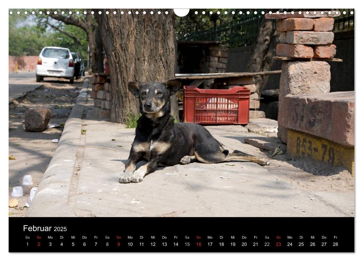 Bild: 9783435801435 | Straßenhunde (Wandkalender 2025 DIN A3 quer), CALVENDO Monatskalender