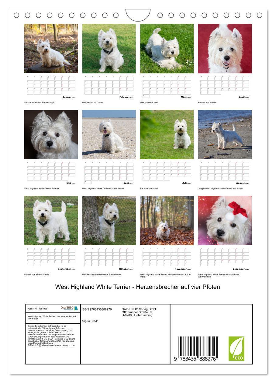 Bild: 9783435888276 | West Highland White Terrier - Herzensbrecher auf vier Pfoten...