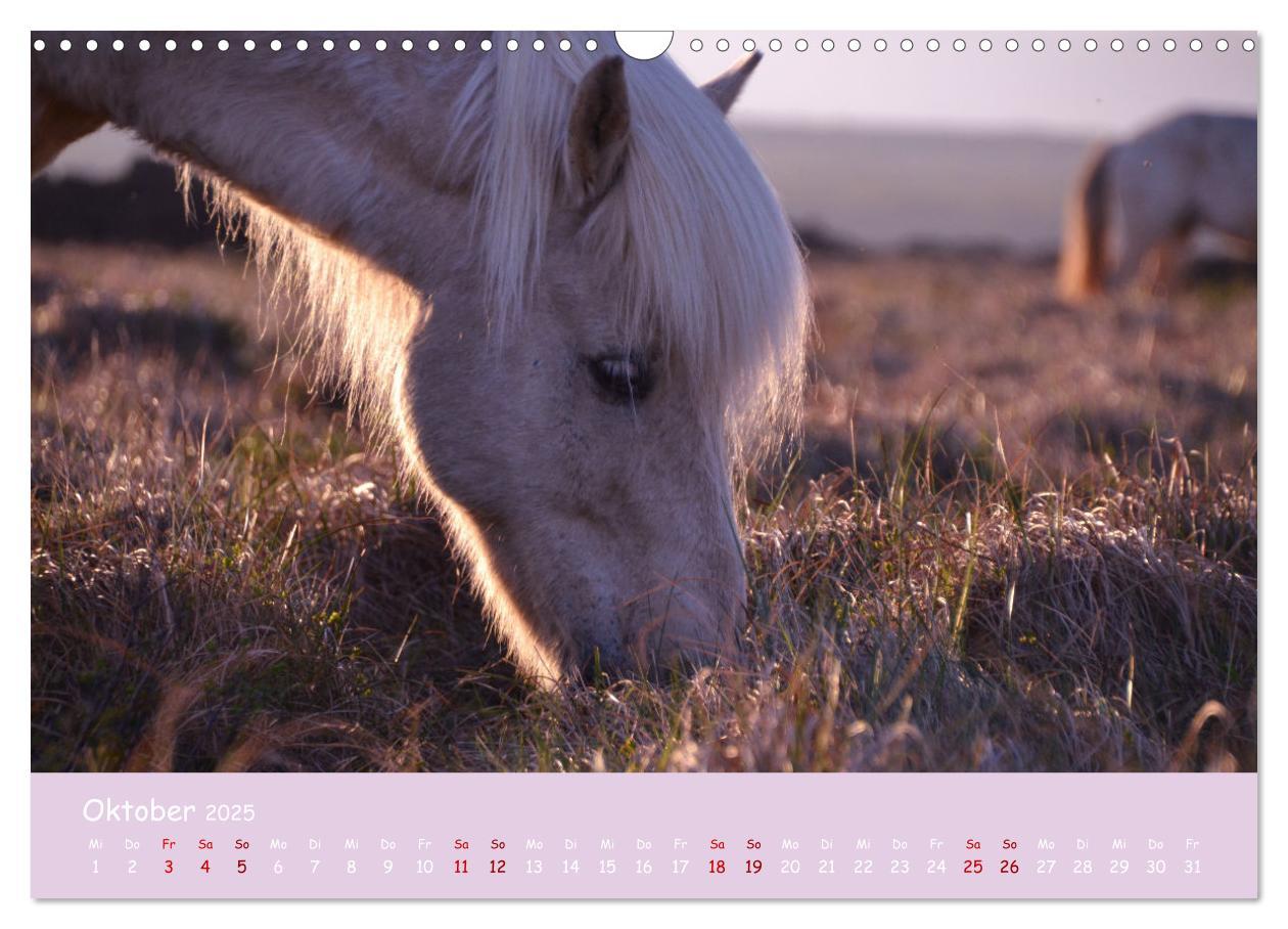 Bild: 9783435071814 | Das Islandpferd (Wandkalender 2025 DIN A3 quer), CALVENDO...