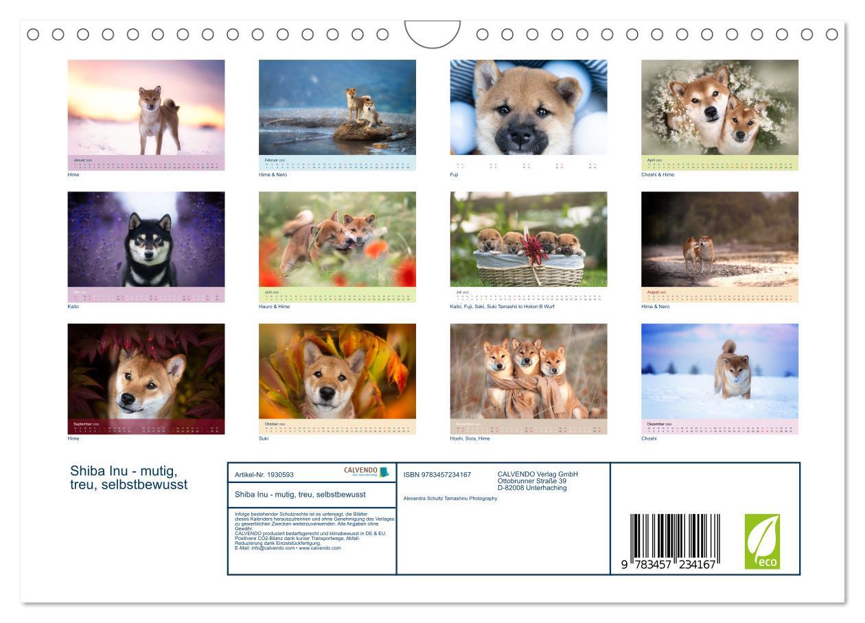 Bild: 9783457234167 | Shiba Inu - mutig, treu, selbstbewusst (Wandkalender 2025 DIN A4...