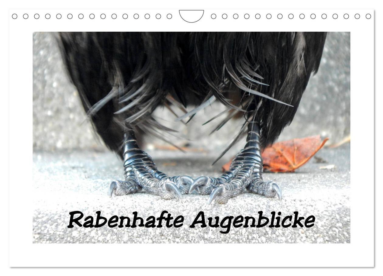 Cover: 9783435271344 | Rabenhafte Augenblicke (Wandkalender 2025 DIN A4 quer), CALVENDO...