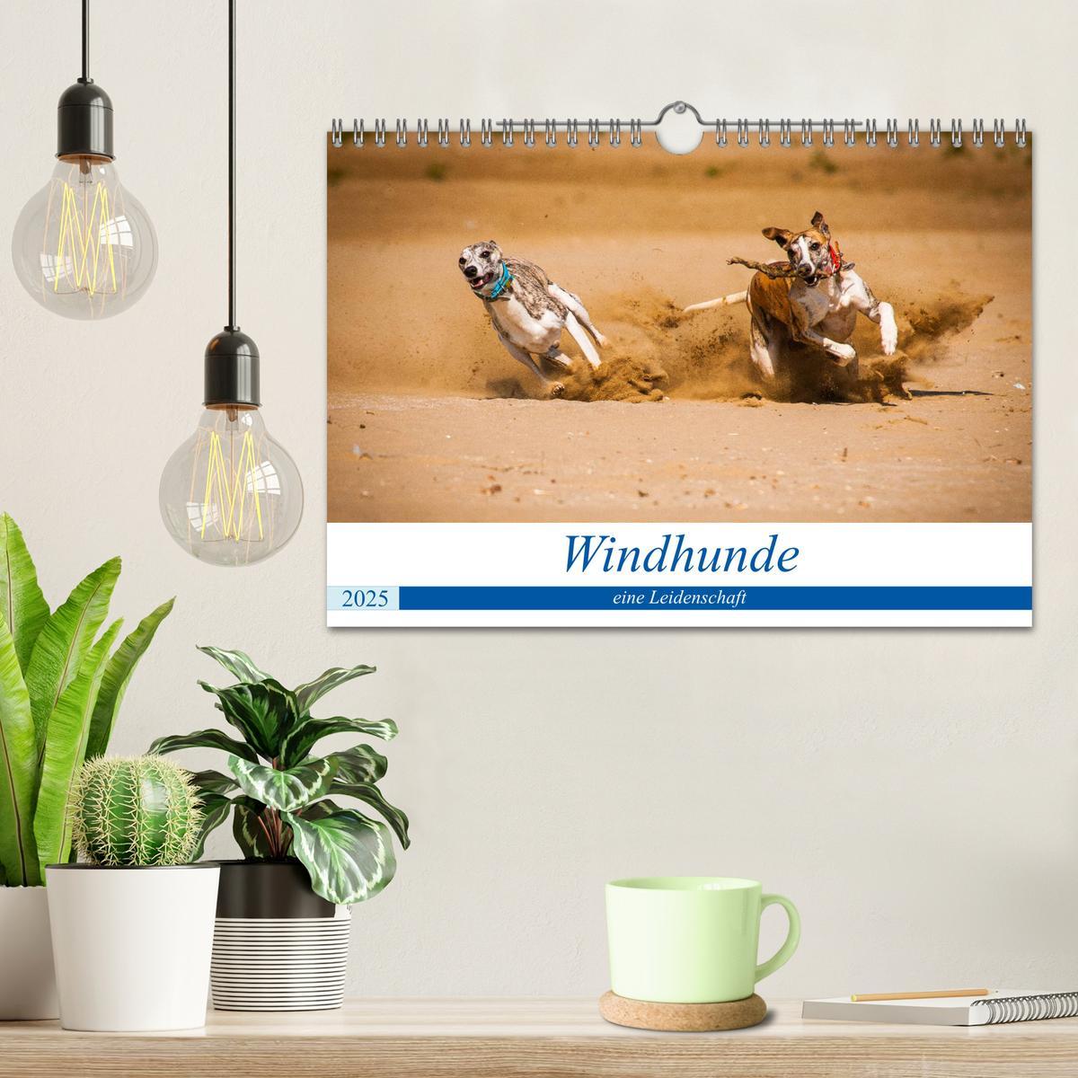 Bild: 9783435326280 | Windhunde - eine Leidenschaft (Wandkalender 2025 DIN A4 quer),...