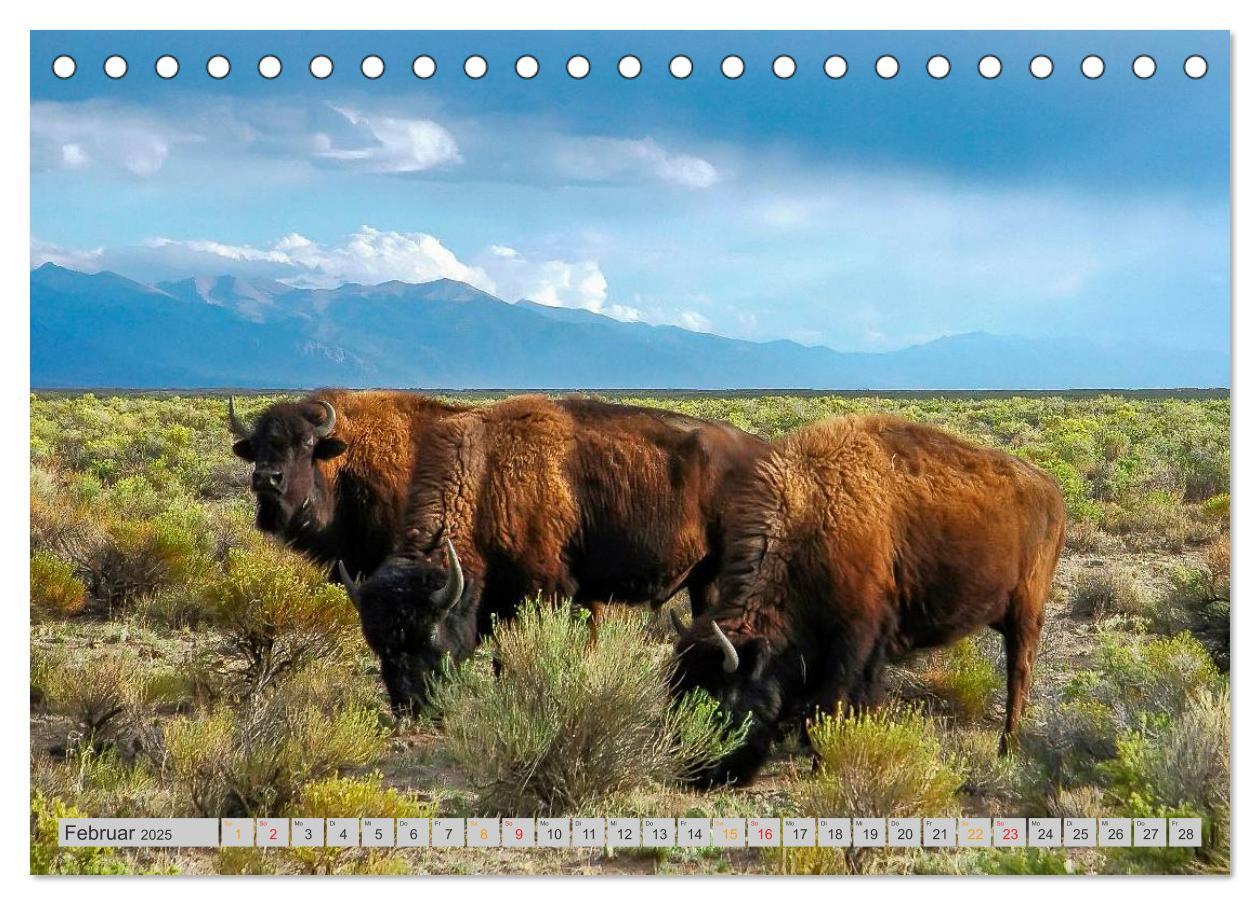 Bild: 9783435579242 | Bison und Wisent - Riesen mit unbändiger Kraft (Tischkalender 2025...