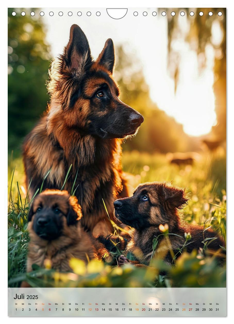 Bild: 9783383773389 | Deutscher Schäferhund - mutig und zuverlässig (Wandkalender 2025...