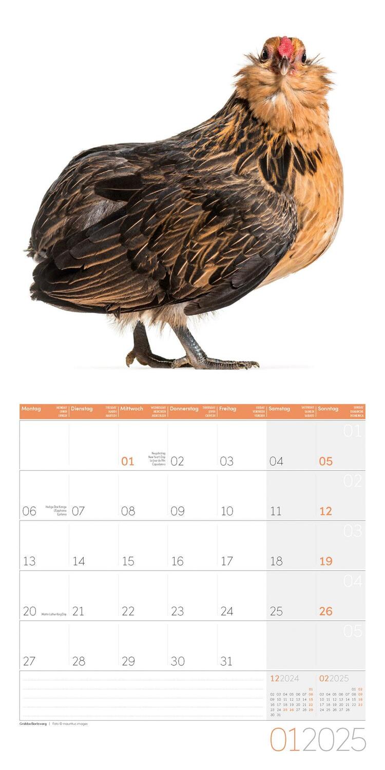 Bild: 9783838445199 | Verrückte Hühner Kalender 2025 - 30x30 | Ackermann Kunstverlag | 28 S.