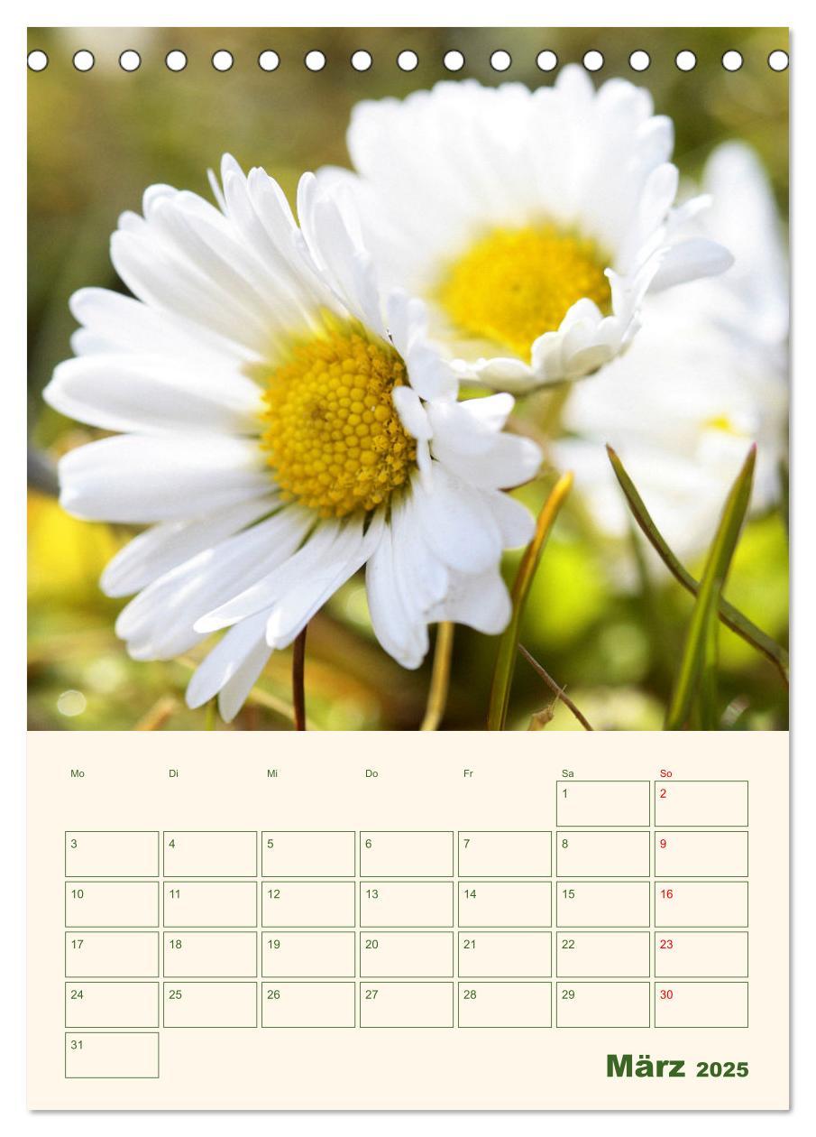 Bild: 9783435929559 | Verträumte Gänseblümchen (Tischkalender 2025 DIN A5 hoch), CALVENDO...