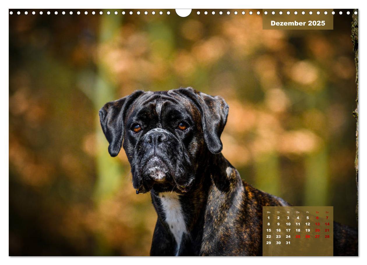 Bild: 9783435110667 | Boxer Frech und fröhlich durch das Jahr (Wandkalender 2025 DIN A3...