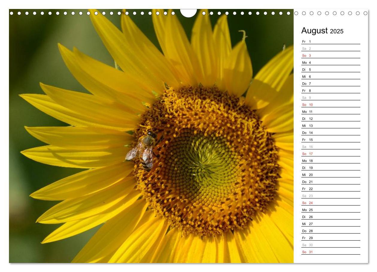 Bild: 9783435476770 | Ein Jahr lang Sonnenblumen (Wandkalender 2025 DIN A3 quer),...