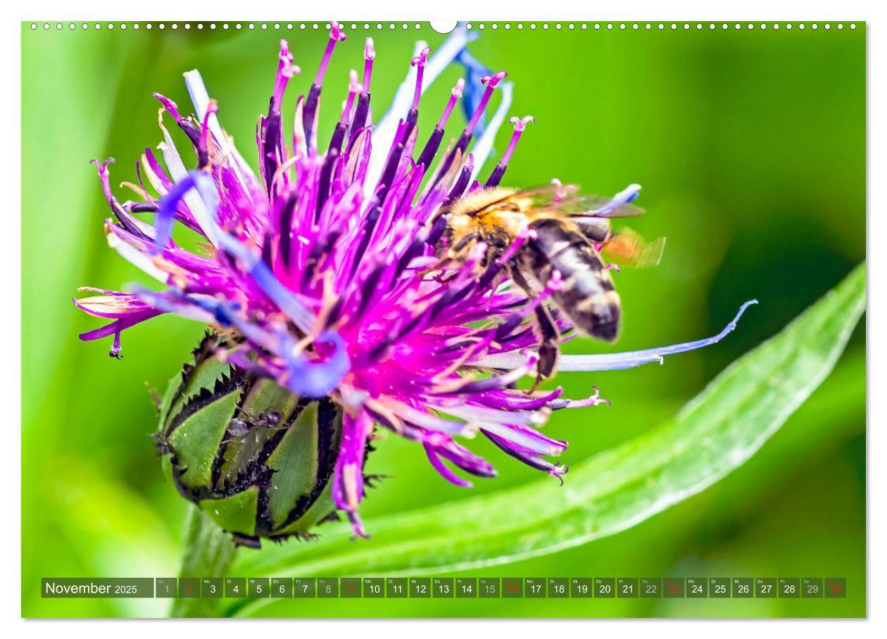 Bild: 9783435241569 | BIENEN - Kleine Nützlinge ganz groß (Wandkalender 2025 DIN A2...