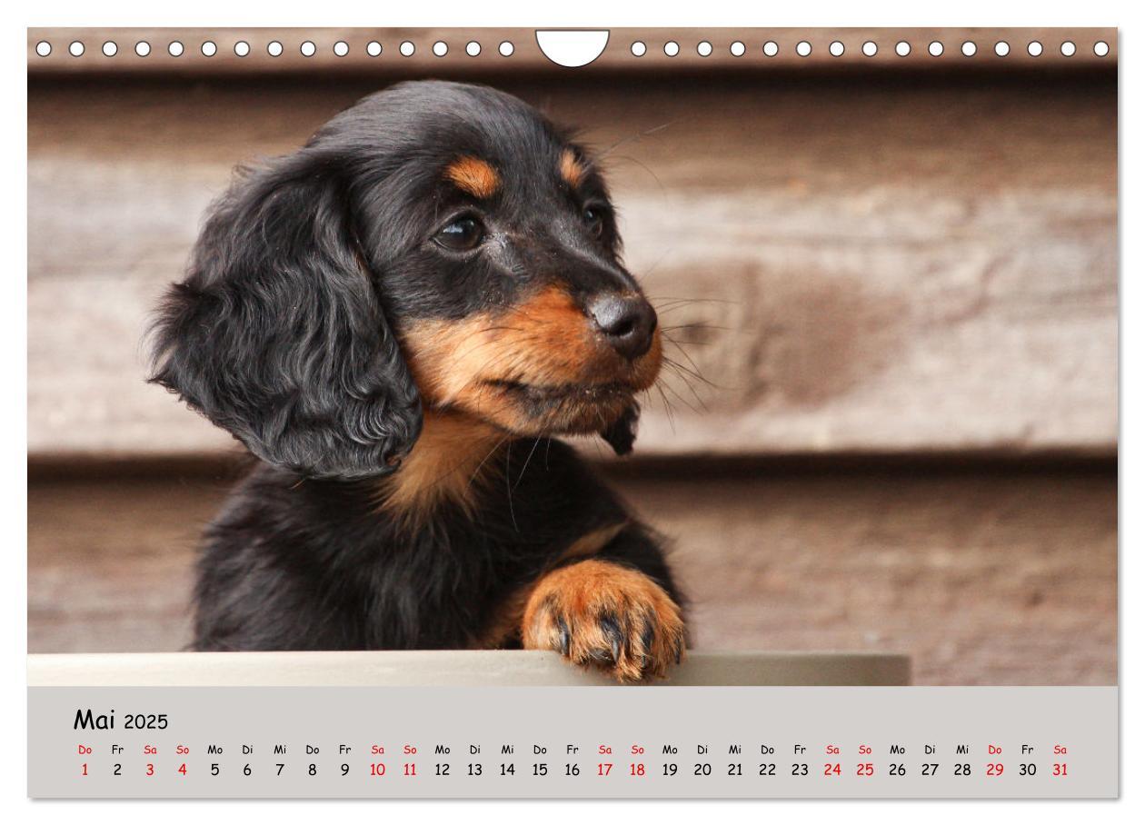 Bild: 9783383865374 | Zwergdackel von Kadi (Wandkalender 2025 DIN A4 quer), CALVENDO...