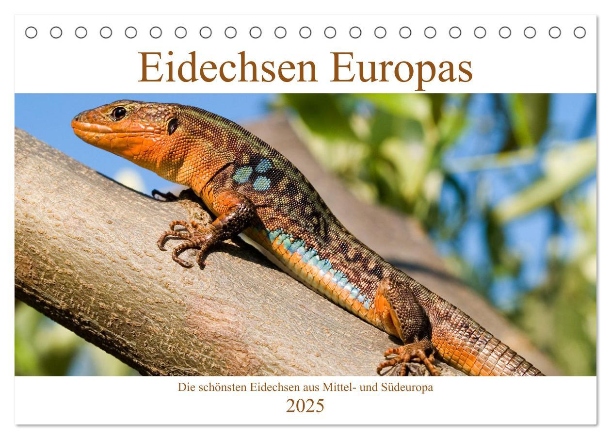 Cover: 9783435098514 | Eidechsen Europas (Tischkalender 2025 DIN A5 quer), CALVENDO...