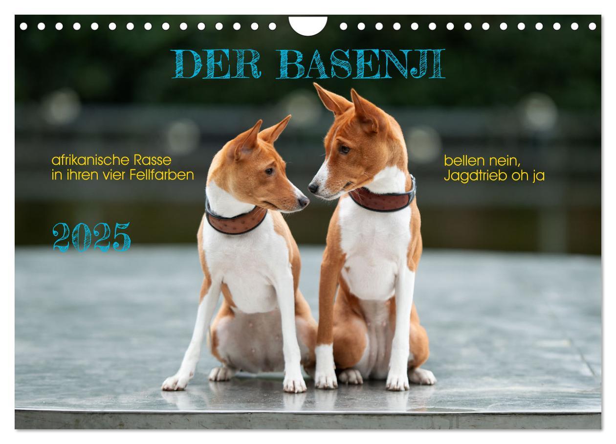 Cover: 9783457195598 | Der Basenji (Wandkalender 2025 DIN A4 quer), CALVENDO Monatskalender