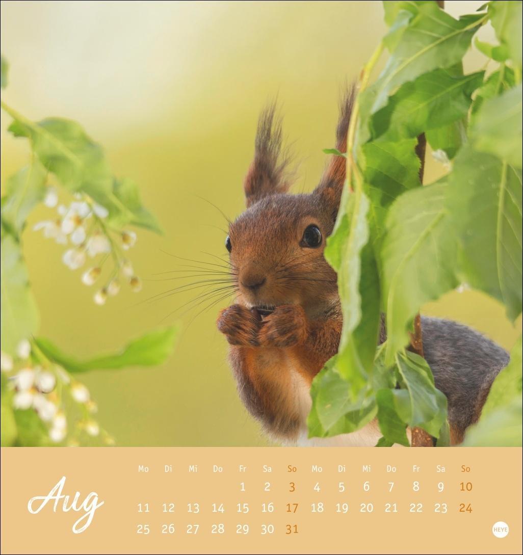 Bild: 9783756407071 | Eichhörnchen Postkartenkalender 2025 | Heye | Kalender | Spiralbindung