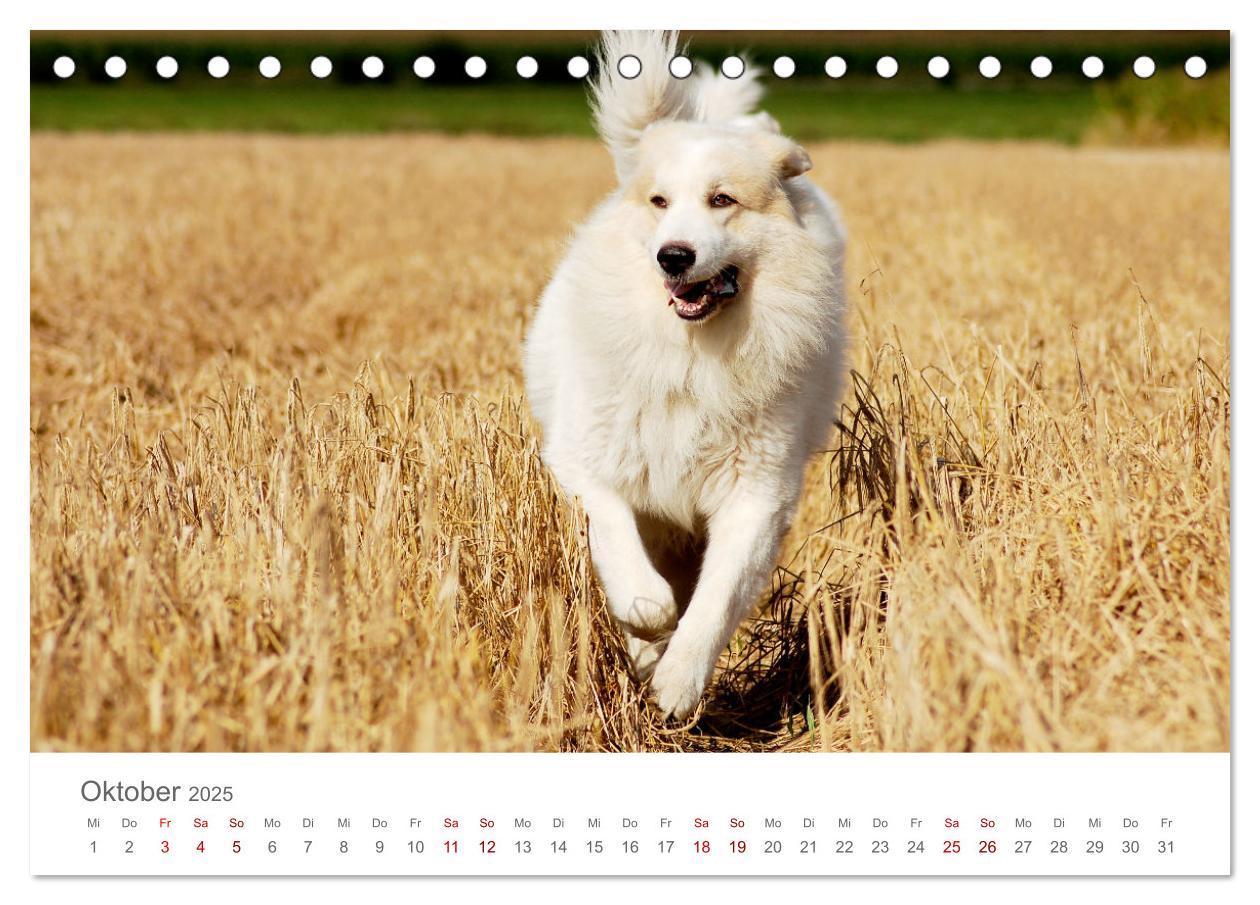 Bild: 9783435044719 | Pyrenäenberghunde (Tischkalender 2025 DIN A5 quer), CALVENDO...