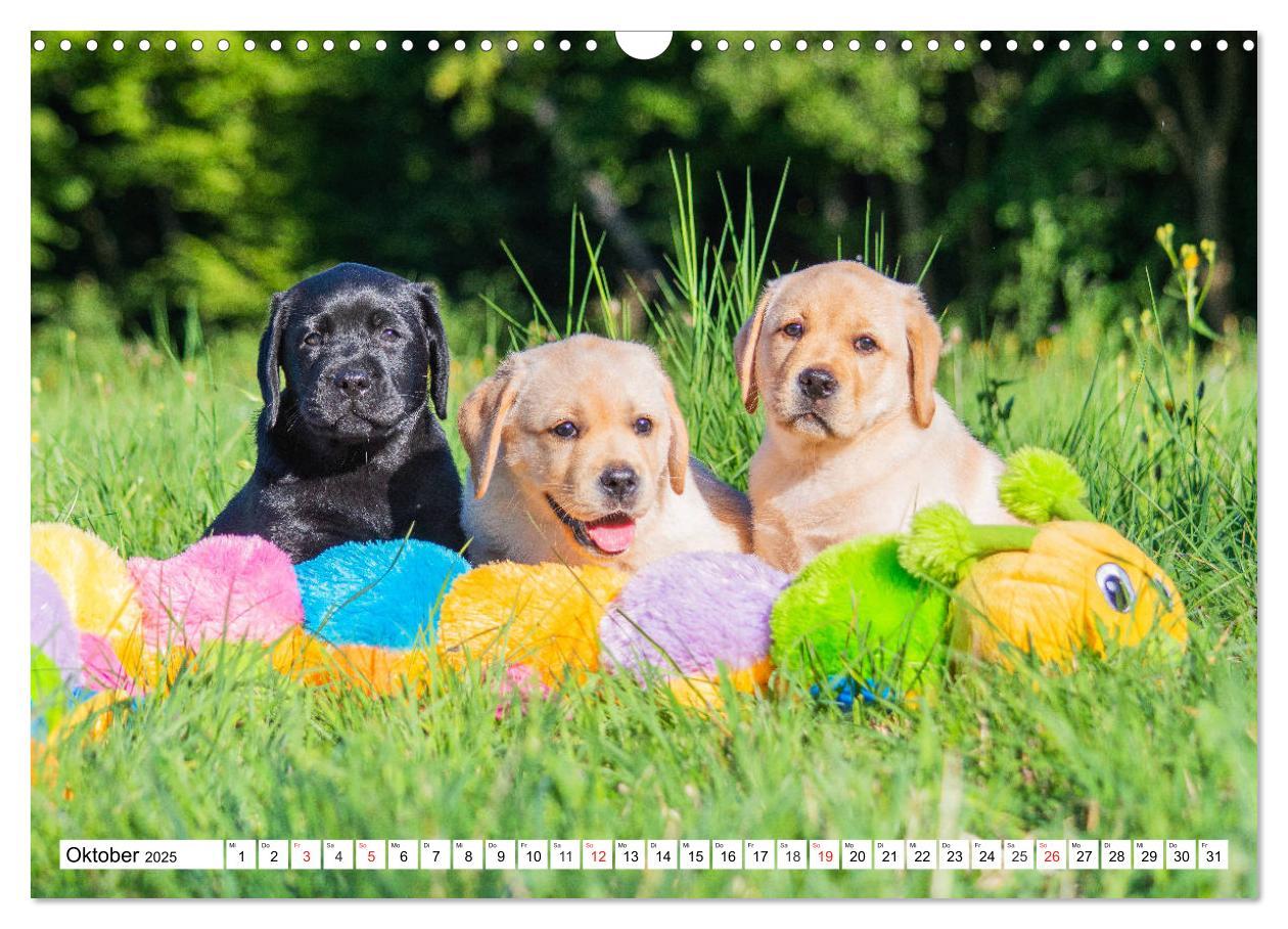 Bild: 9783435211258 | Labrador Retriever Welpen - Kleine Weltentdecker (Wandkalender 2025...